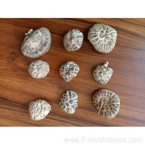 Top Dried Basswood Mushroom-150G